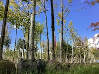 Groene zuilbeuk - sierboom - afbeelding 1 van  5