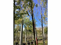 Groene zuilbeuk - sierboom - afbeelding 2 van  5