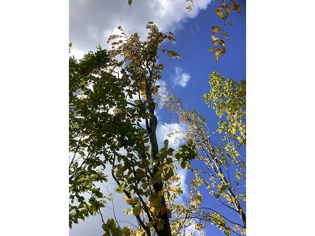 Groene zuilbeuk - sierboom - afbeelding 3 van  5