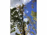 Groene zuilbeuk - sierboom - afbeelding 3 van  5