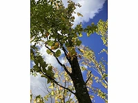 Groene zuilbeuk - sierboom - afbeelding 4 van  5