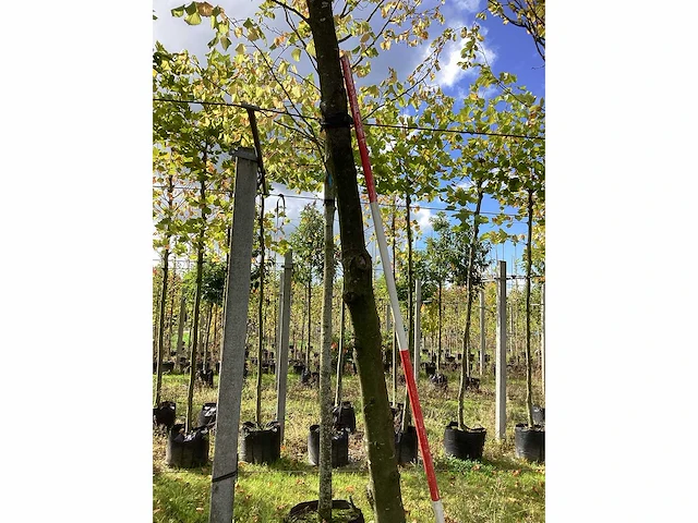 Groene zuilbeuk - sierboom - afbeelding 5 van  5
