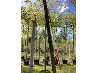 Groene zuilbeuk - sierboom - afbeelding 5 van  5