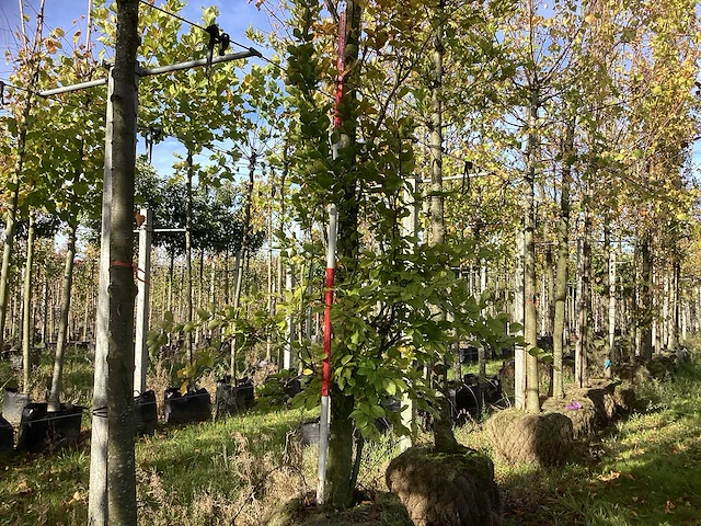 Groene zuilbeuk - sierboom - afbeelding 1 van  4