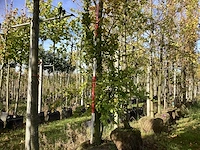 Groene zuilbeuk - sierboom - afbeelding 1 van  4