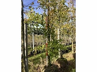 Groene zuilbeuk - sierboom - afbeelding 2 van  4