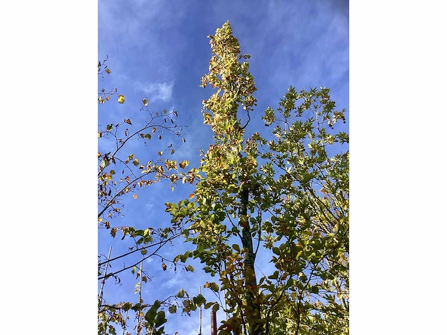 Groene zuilbeuk - sierboom - afbeelding 3 van  4