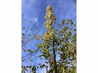 Groene zuilbeuk - sierboom - afbeelding 3 van  4