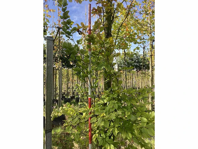 Groene zuilbeuk - sierboom - afbeelding 4 van  4