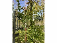 Groene zuilbeuk - sierboom - afbeelding 4 van  4