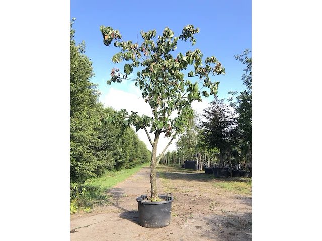 Grootbloemige kornoelje cornus 'eddie's white wonder', solitair, witte bloei, ca. 3 m hoog - afbeelding 1 van  2