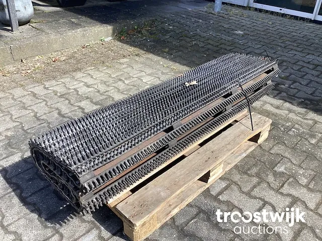 Grote egelband - afbeelding 1 van  5