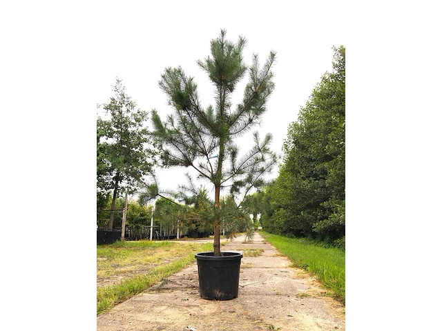 Grove den pinus sylvestris, naaldboom, wintergroen, ca. 2 m hoog - afbeelding 1 van  2