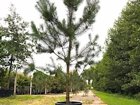 Grove den pinus sylvestris, naaldboom, wintergroen, ca. 2 m hoog - afbeelding 1 van  2