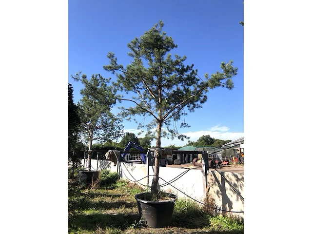 Grove den pinus sylvestris, naaldboom, wintergroen, ca. 6 m hoog - afbeelding 1 van  2