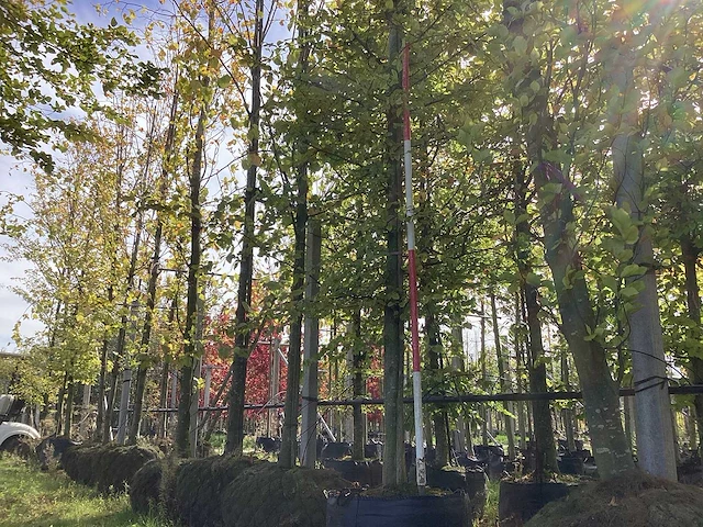 Haagbeuk - laanboom (2x) - afbeelding 1 van  3