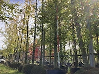 Haagbeuk - laanboom (2x) - afbeelding 1 van  3