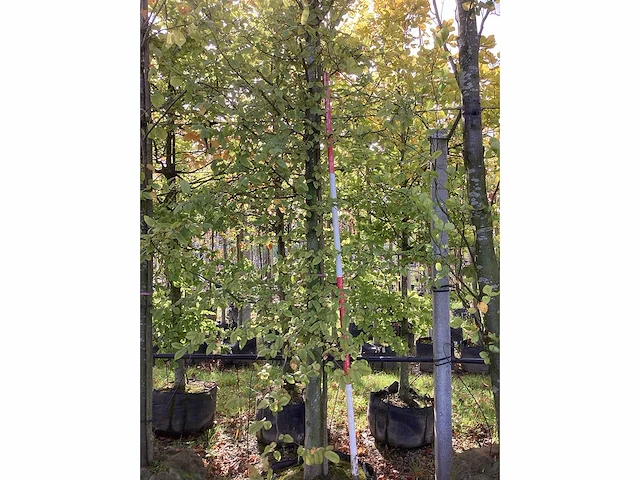 Haagbeuk - laanboom (2x) - afbeelding 2 van  3