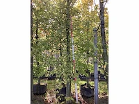 Haagbeuk - laanboom (2x) - afbeelding 2 van  3
