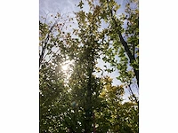 Haagbeuk - laanboom (2x) - afbeelding 3 van  3