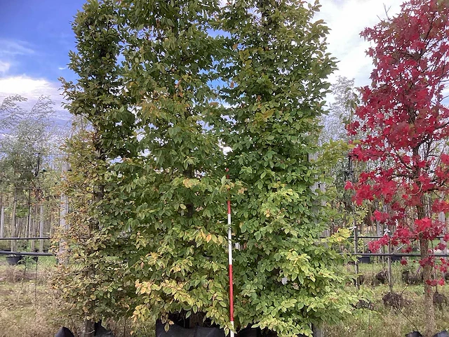 Haagbeuk - laanboom (2x) - afbeelding 1 van  4