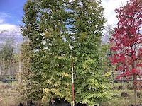 Haagbeuk - laanboom (2x) - afbeelding 1 van  4