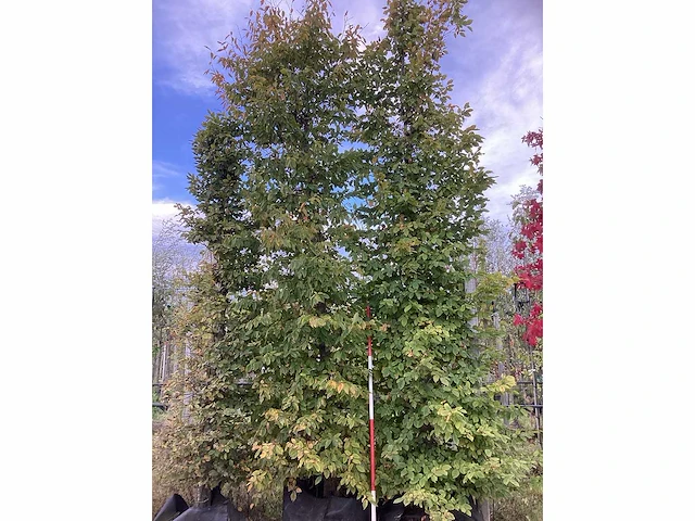 Haagbeuk - laanboom (2x) - afbeelding 2 van  4