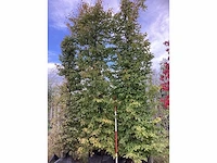 Haagbeuk - laanboom (2x) - afbeelding 2 van  4
