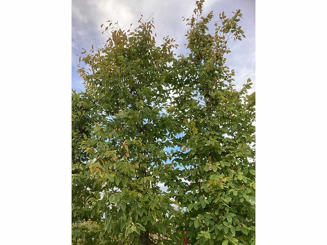 Haagbeuk - laanboom (2x) - afbeelding 3 van  4
