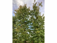 Haagbeuk - laanboom (2x) - afbeelding 3 van  4