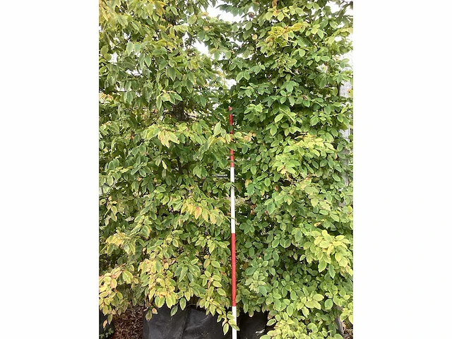 Haagbeuk - laanboom (2x) - afbeelding 4 van  4