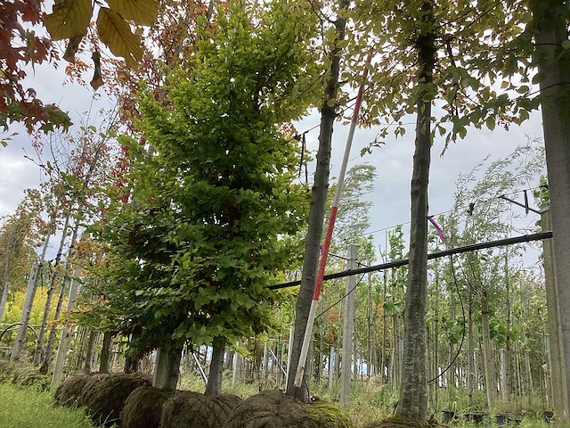 Haagbeuk - laanboom (3x) - afbeelding 1 van  3