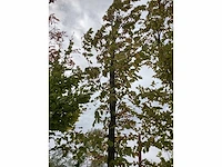 Haagbeuk - laanboom (3x) - afbeelding 2 van  3