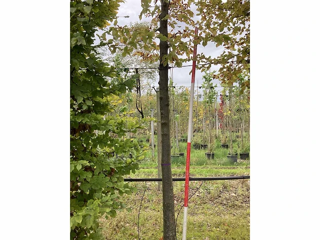 Haagbeuk - laanboom (3x) - afbeelding 3 van  3