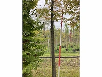 Haagbeuk - laanboom (3x) - afbeelding 3 van  3