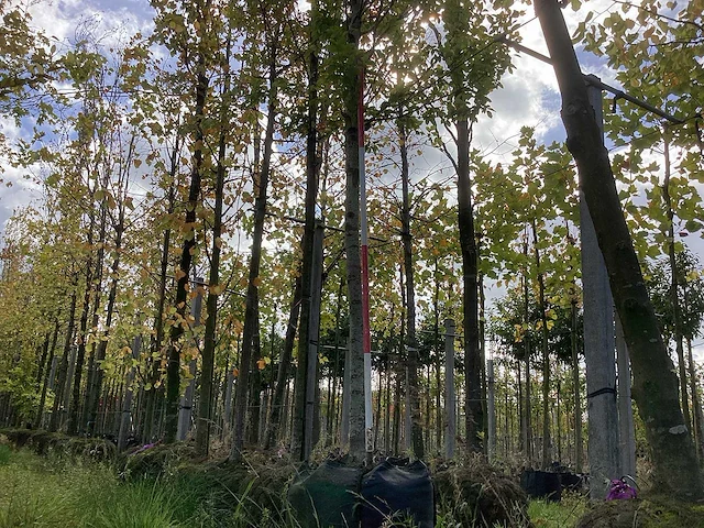 Haagbeuk - laanboom - afbeelding 1 van  4