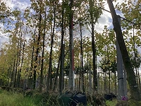 Haagbeuk - laanboom - afbeelding 1 van  4
