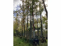 Haagbeuk - laanboom - afbeelding 2 van  4