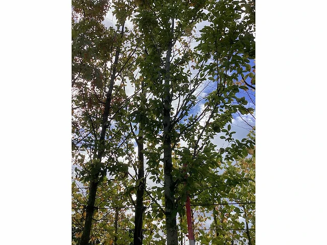 Haagbeuk - laanboom - afbeelding 3 van  4