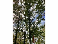 Haagbeuk - laanboom - afbeelding 3 van  4
