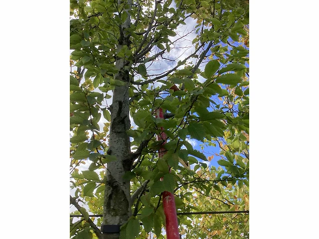 Haagbeuk - laanboom - afbeelding 4 van  4