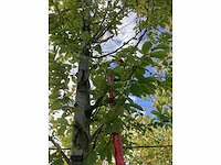 Haagbeuk - laanboom - afbeelding 4 van  4