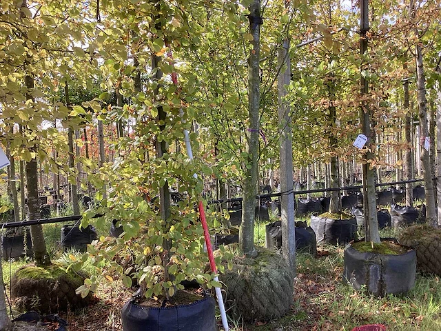 Haagbeuk - laanboom - afbeelding 1 van  3