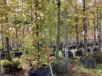 Haagbeuk - laanboom - afbeelding 1 van  3