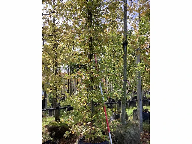 Haagbeuk - laanboom - afbeelding 2 van  3