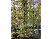 Haagbeuk - laanboom - afbeelding 2 van  3