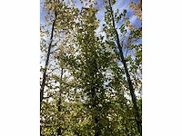 Haagbeuk - laanboom - afbeelding 3 van  3