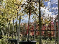 Haagbeuk - leiboom (2x) - afbeelding 1 van  4