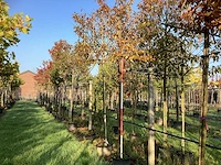 Haagbeuk - leiboom (3x) - afbeelding 1 van  3