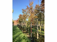 Haagbeuk - leiboom (3x) - afbeelding 2 van  3